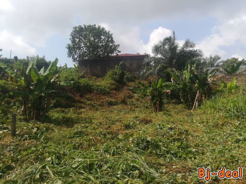 Main image of Terrain titré à vendre Nyalla-Kambo Douala