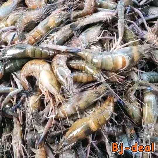 Main image of Crevettes d eau douces et hannetons