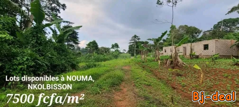 Main image of Vaste terrain titré a Nkolbisson