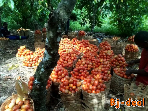 Main image of Vente et livraison des vivres frais