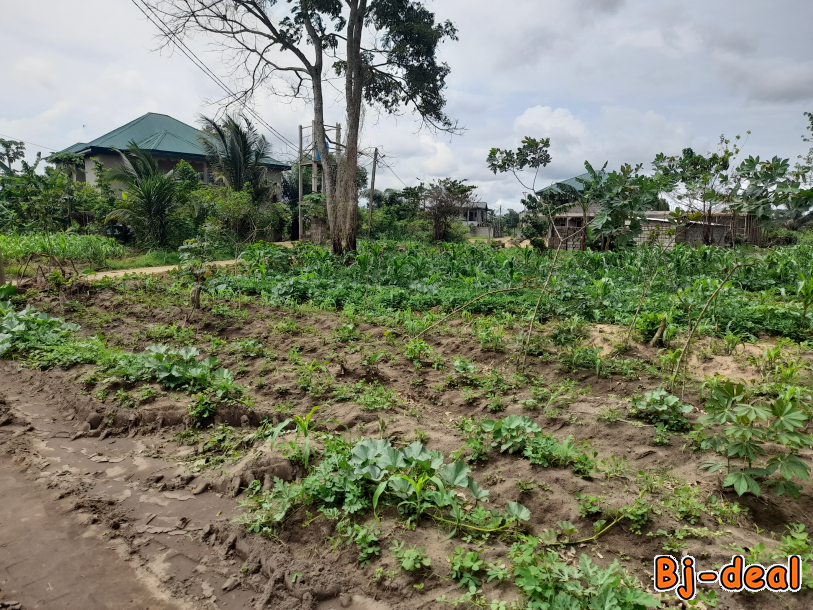 Image principale de Lotissement Terrain a vendre a Bekoko