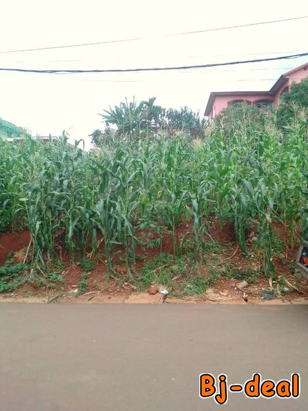 Main image of Terrain titré  à vendre à Bastos aux environs