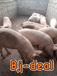 Main image of vente des porcs et porcelets