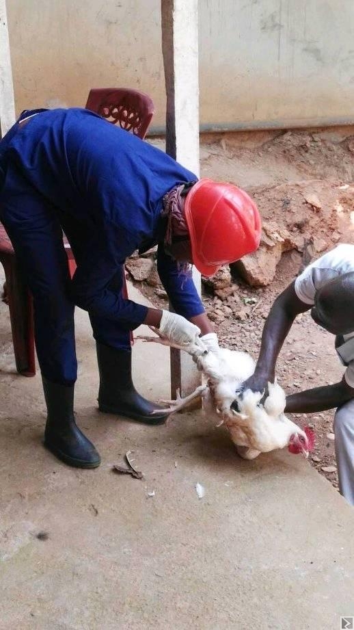 Main image of service veterinaire