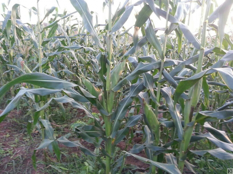 Image principale de formation agropastorale