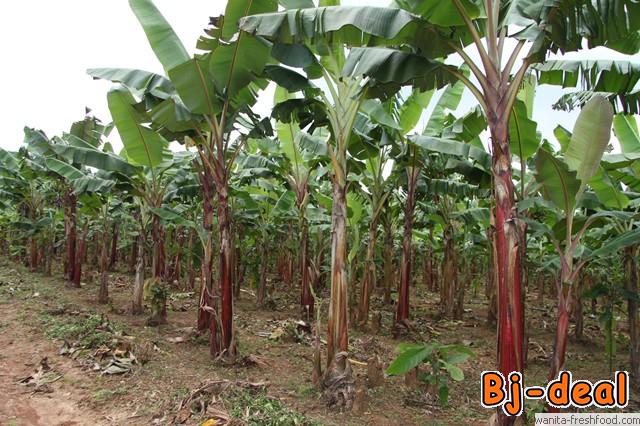 Image principale de Ventes prestations agricoles