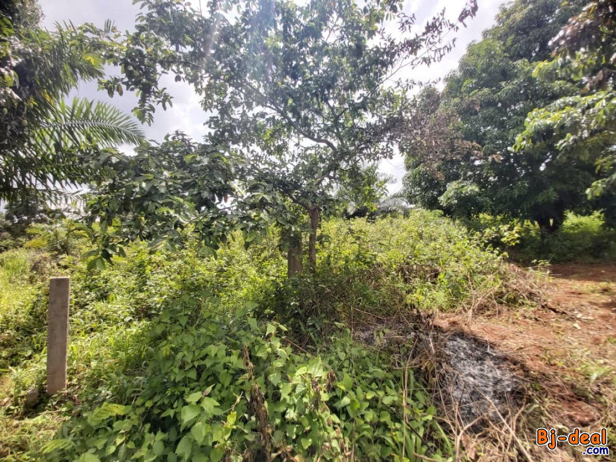 Main image of Terrain Titré de 500m² à Vendre à Messassi