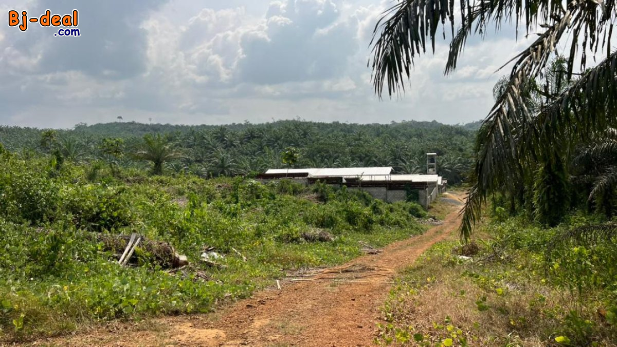 Main image of Terrain titré à vendre à la Dibamba