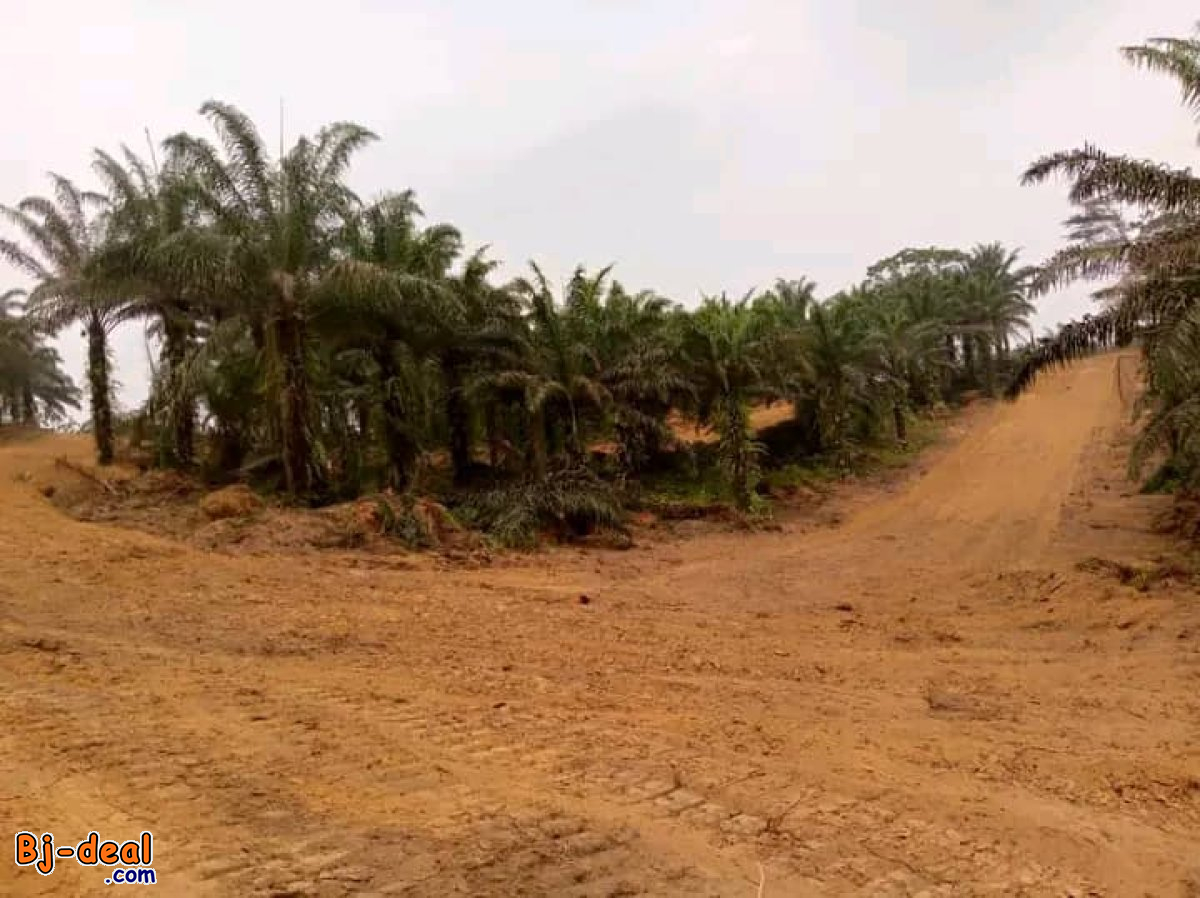 Main image of Terrains titrés  secs et plats à ngombe ,pk21 et pk 27