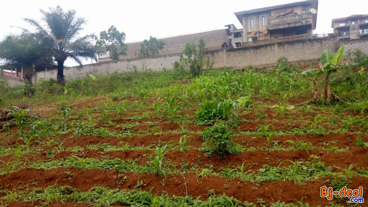 Main image of Terrain a vendre a Ngousso 1083M2 Land for sale at Ngousso 1083M2