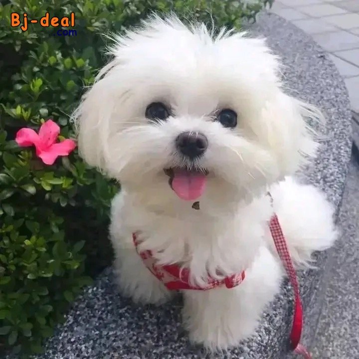 Image principale de Mixed breed puppy for adoption