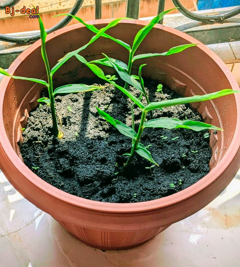 Main image of Pot des herbes essentielles
