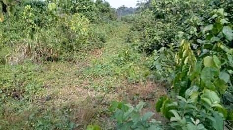 Main image of Terrain à  vendre sur l'axe lourd Dla Ydè