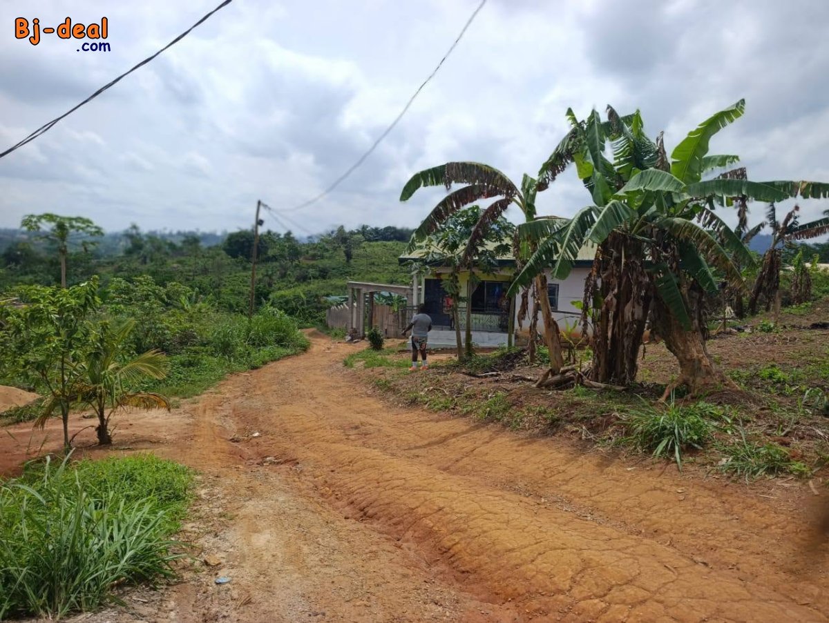 Main image of Terrain à vendre à Ngousso