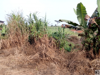 Main image of Terrain titré a vendre odza
