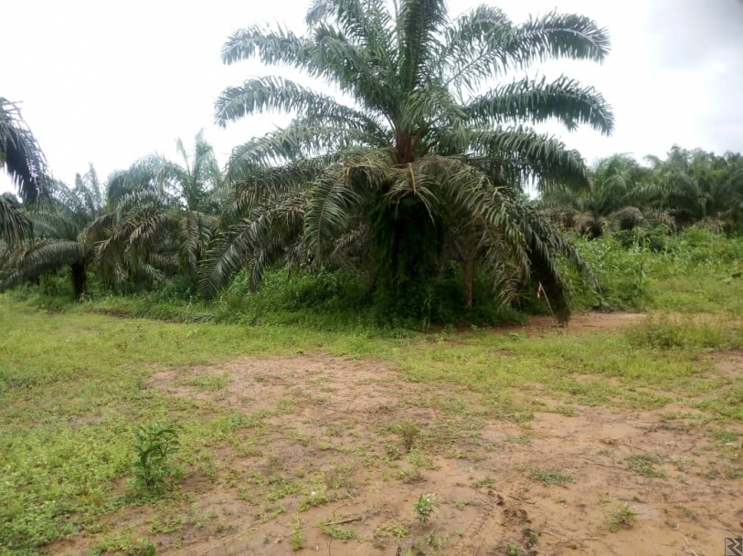 Image principale de Terrain Titré