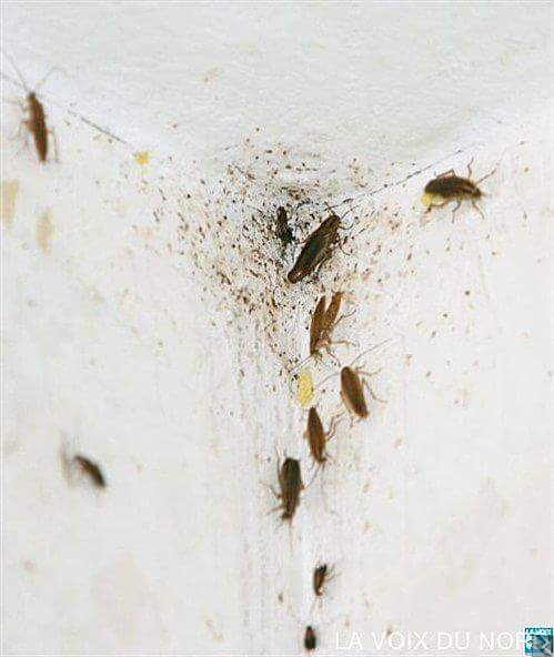 Main image of DERATISATION DESINSECTISATION DESINSECTISATION