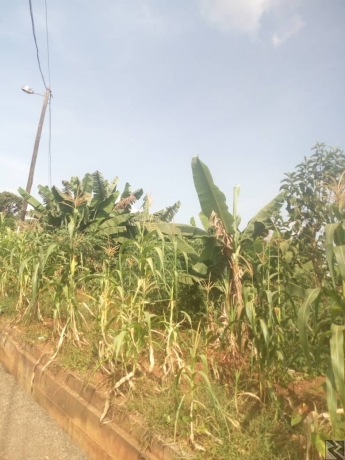 Main image of Terrain a vendre a Essomba