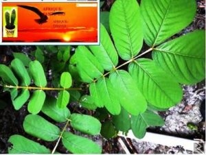 Image principale de Remède pour tomber enceinte