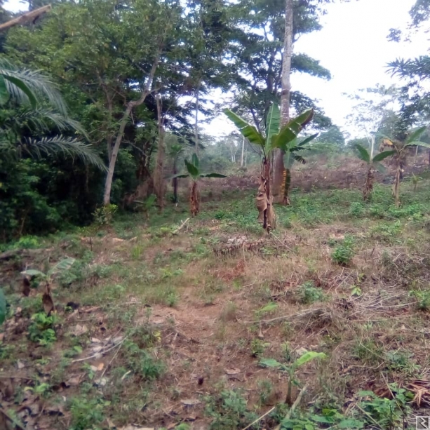 Image principale de Terrain titré a vendre