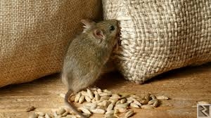 Image principale de Offre de service