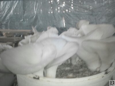 Image principale de Assistance technique en myciculture