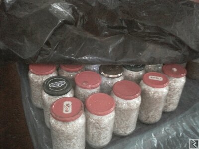 Image principale de semences de champignons