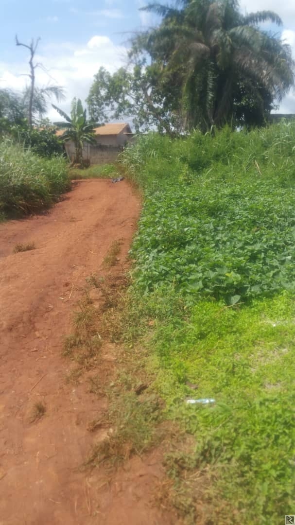 Main image of 1000m2 de terrain titré à  vendre a Awae maison