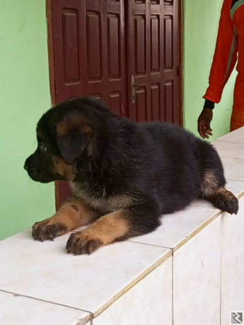 Main image of Chiots de race