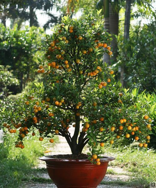 Main image of Plants sélectionnez en vente à  Yaoundé