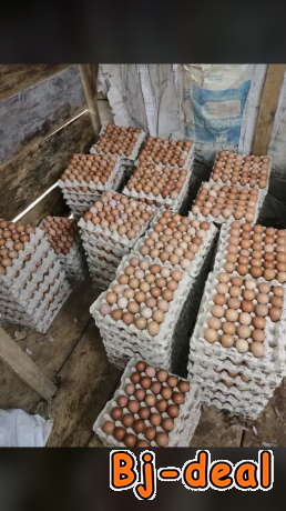 Main image of Vente des œufs en gros et en détail