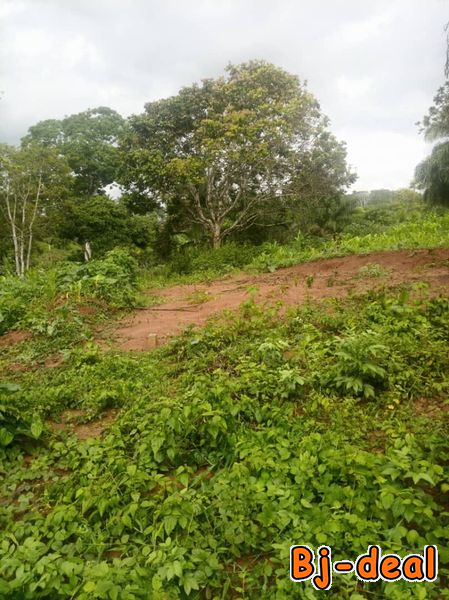 Main image of Yegue Assi après Nyom à Messassi 1 hectare