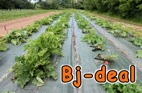 Main image of Papier film de paillage plastique biodégradable