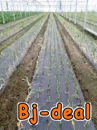 Main image of Papier filme de paillage plastique biodégradable