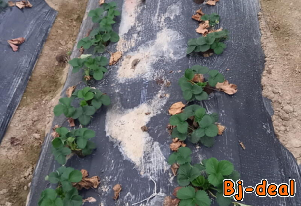 Main image of Paillage biodégradable