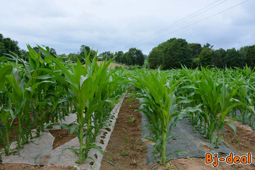 Main image of Plastic mulch ou paillage plastique
