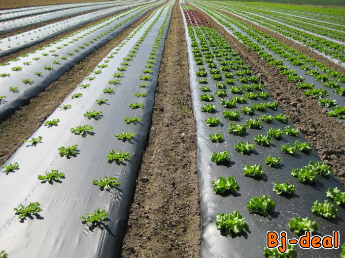 Main image of paillage biodégradable