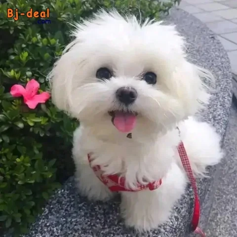 Image principale — Mixed breed puppy for adoption