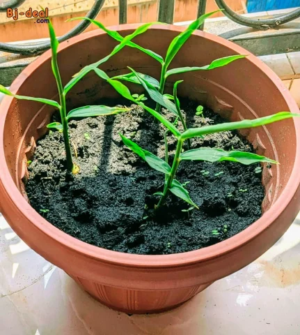 Image principale — Pot des herbes essentielles